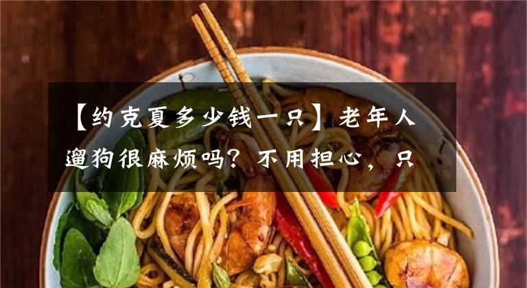 【约克夏多少钱一只】老年人遛狗很麻烦吗？不用担心，只要饲养约克夏就可以解决问题