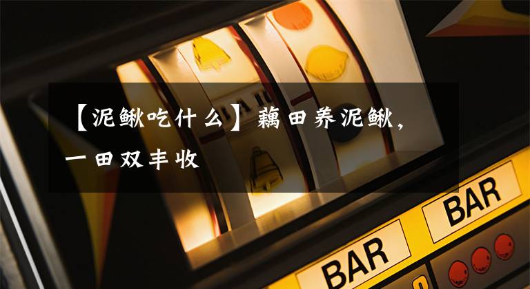 【泥鳅吃什么】藕田养泥鳅，一田双丰收