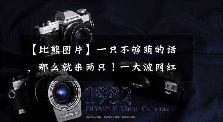 【比熊图片】一只不够萌的话，那么就来两只！一大波网红比熊来袭，哪只是你的心头爱？