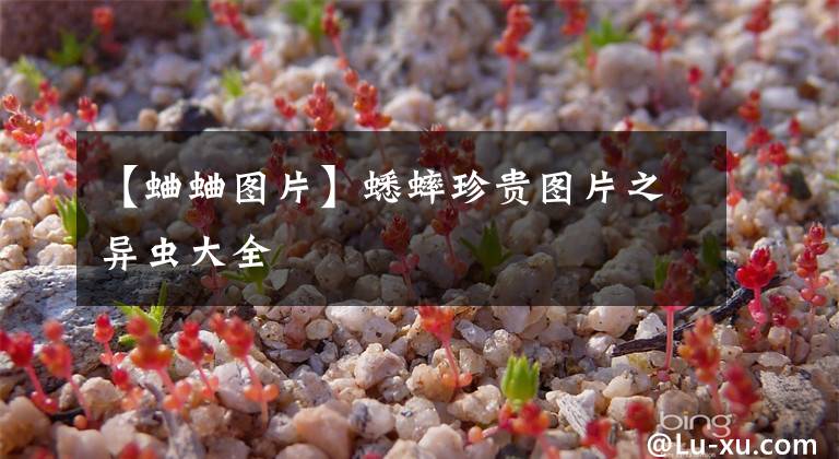 【蛐蛐图片】蟋蟀珍贵图片之异虫大全