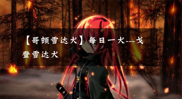 【哥顿雪达犬】每日一犬---戈登雪达犬