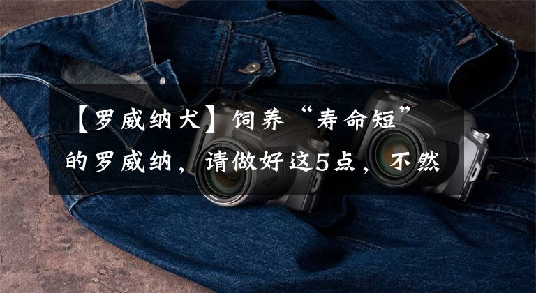 【罗威纳犬】饲养“寿命短”的罗威纳,请做好这5点,不然别养