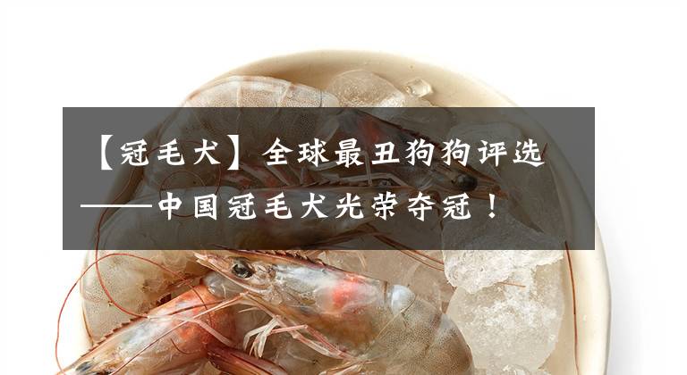【冠毛犬】全球最丑狗狗评选——中国冠毛犬光荣夺冠!