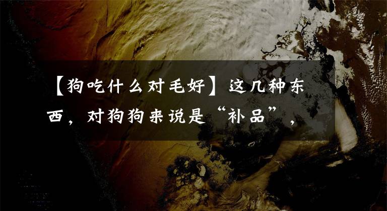 【狗吃什么对毛好】这几种东西，对狗狗来说是“补品”，可以多喂