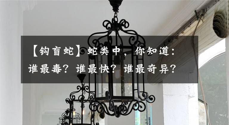 【钩盲蛇】蛇类中，你知道：谁最毒？谁最快？谁最奇异？谁最大？谁最小？