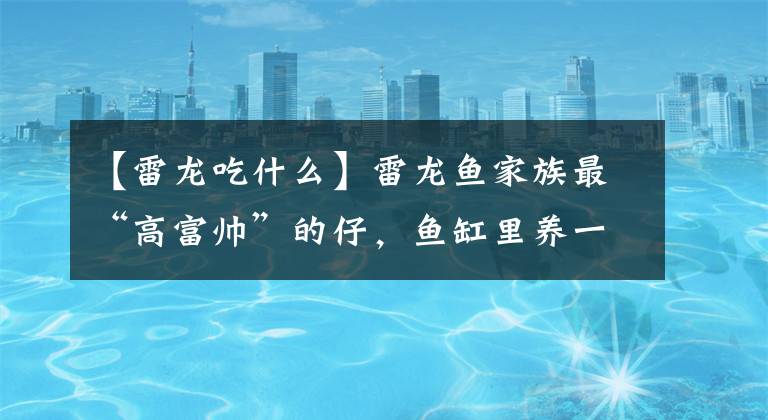 【雷龙吃什么】雷龙鱼家族最“高富帅”的仔，鱼缸里养一条，气场风水不输金龙鱼
