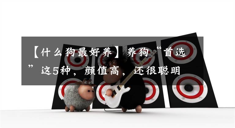 【什么狗最好养】养狗“首选”这5种，颜值高，还很聪明