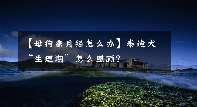 【母狗来月经怎么办】泰迪犬“生理期”怎么照顾？