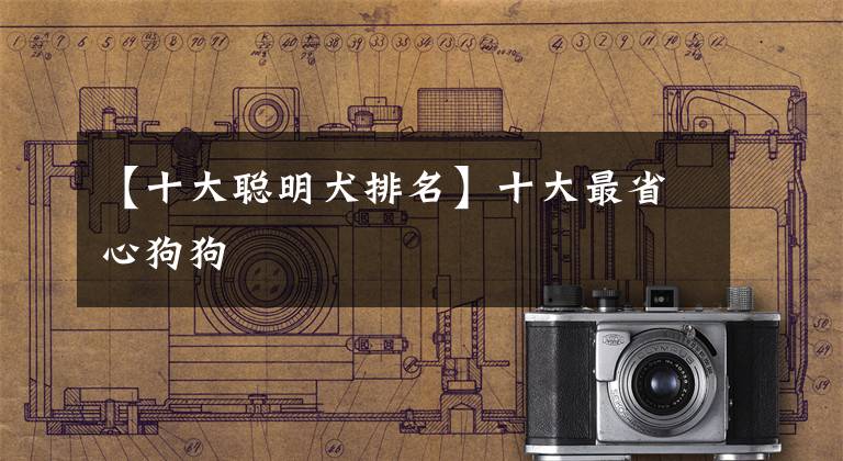 【十大聪明犬排名】十大最省心狗狗