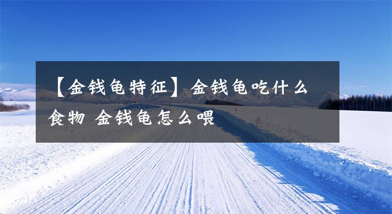 【金钱龟特征】金钱龟吃什么食物 金钱龟怎么喂