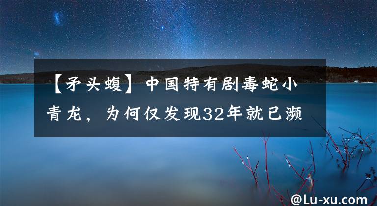 【矛头蝮】中国特有剧毒蛇小青龙,为何仅发现32年就已濒危?一条蛇换一套房