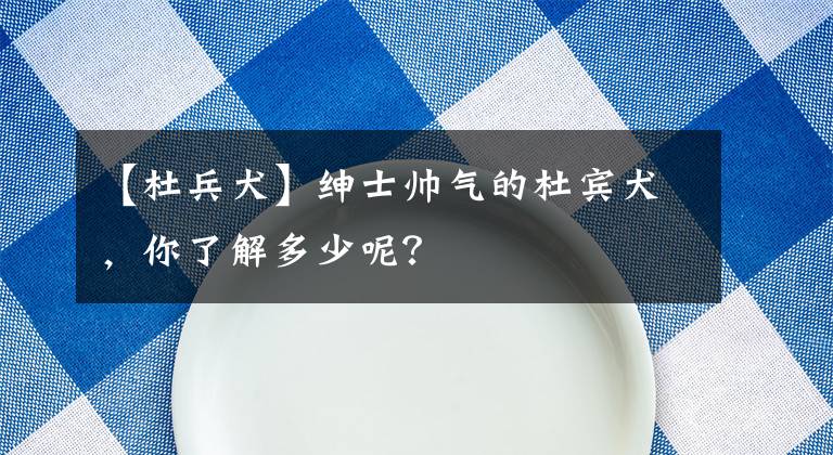 【杜兵犬】绅士帅气的杜宾犬,你了解多少呢?