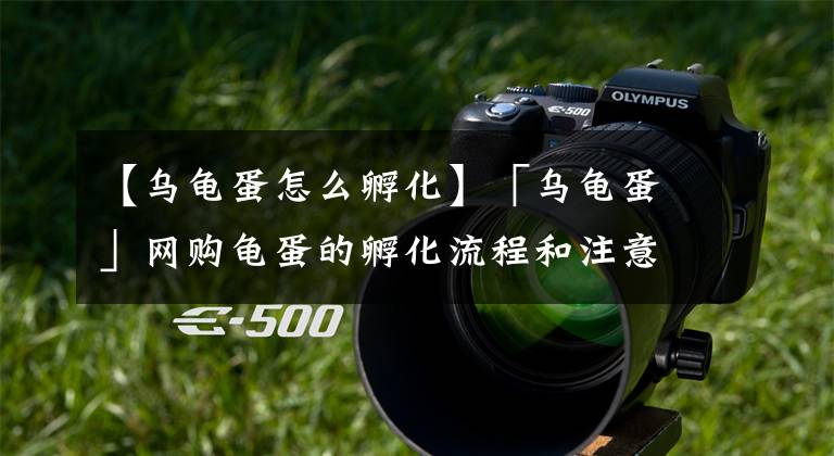 【乌龟蛋怎么孵化】「乌龟蛋」网购龟蛋的孵化流程和注意事项