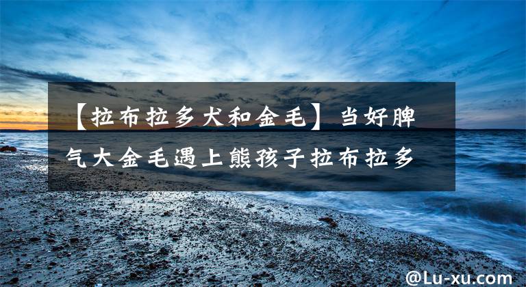 【拉布拉多犬和金毛】当好脾气大金毛遇上熊孩子拉布拉多...
