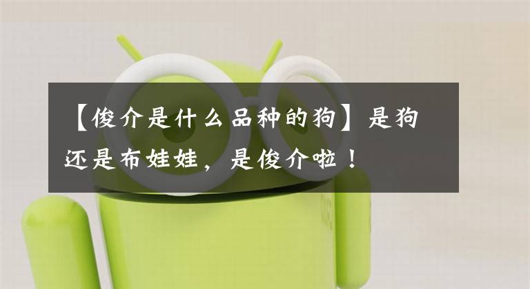 【俊介是什么品种的狗】是狗还是布娃娃，是俊介啦！