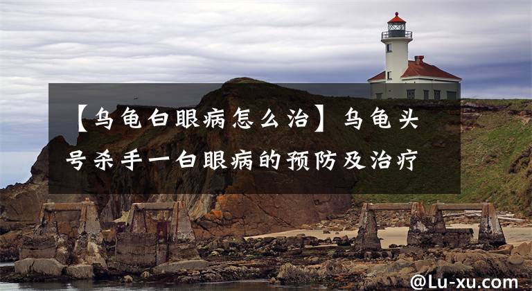 【乌龟白眼病怎么治】乌龟头号杀手一白眼病的预防及治疗