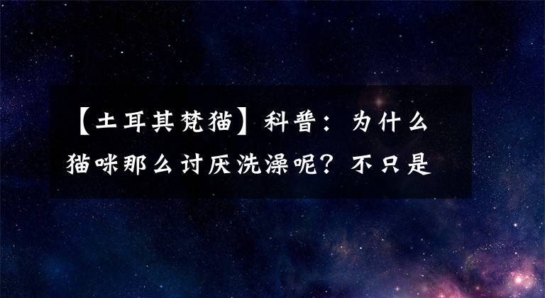 【土耳其梵猫】科普：为什么猫咪那么讨厌洗澡呢？不只是因为怕水那么简单