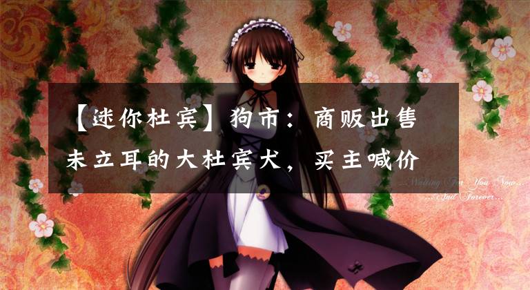 【迷你杜宾】狗市：商贩出售未立耳的大杜宾犬，买主喊价800元！