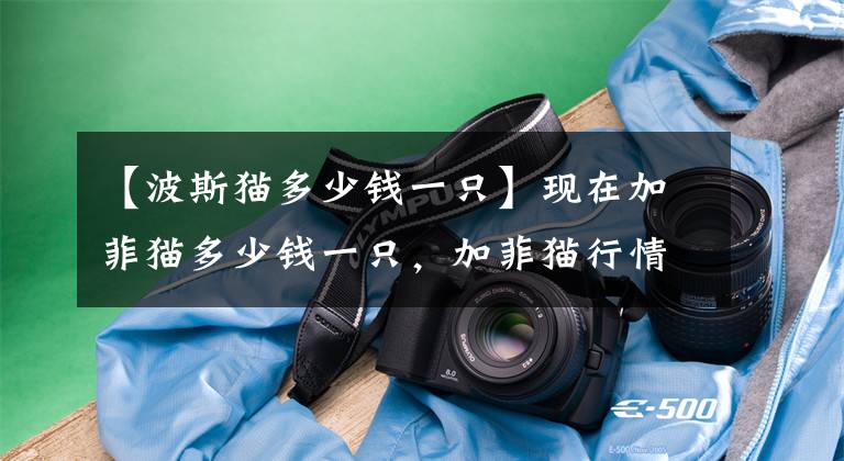 【波斯猫多少钱一只】现在加菲猫多少钱一只，加菲猫行情怎么样