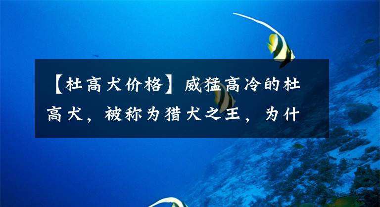 【杜高犬价格】威猛高冷的杜高犬，被称为猎犬之王，为什么也是优秀的护卫犬？