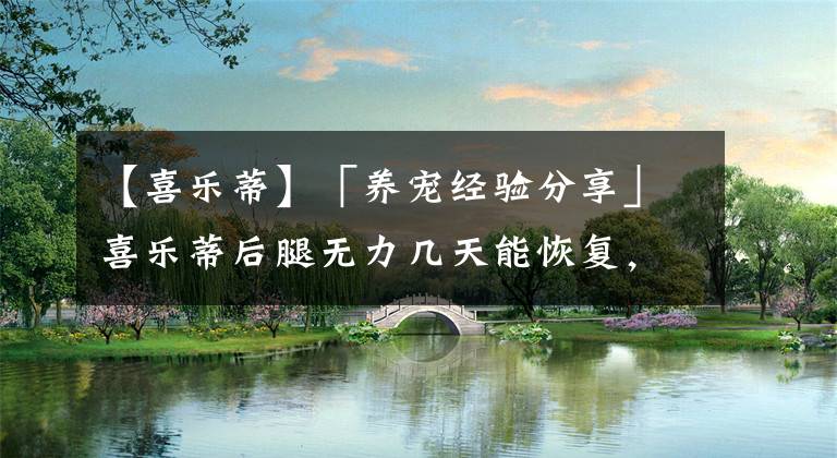 【喜乐蒂】「养宠经验分享」喜乐蒂后腿无力几天能恢复,喜乐蒂后腿无力补啥