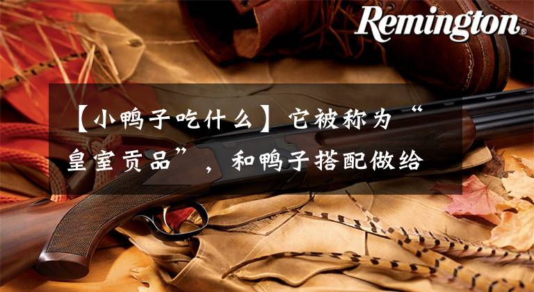 【小鸭子吃什么】它被称为“皇室贡品”，和鸭子搭配做给孩子吃，去燥又补钙