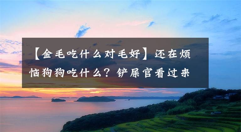 【金毛吃什么对毛好】还在烦恼狗狗吃什么？铲屎官看过来，金毛食谱在这里