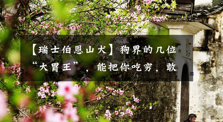 【瑞士伯恩山犬】狗界的几位“大胃王”,能把你吃穷,敢养的都是牛人