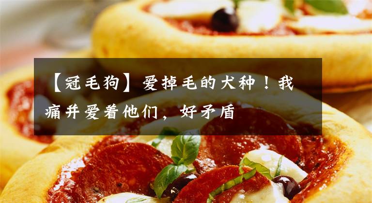 【冠毛狗】爱掉毛的犬种！我痛并爱着他们，好矛盾