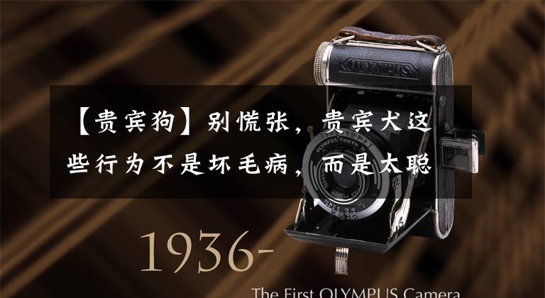 【贵宾狗】别慌张,贵宾犬这些行为不是坏毛病,而是太聪明