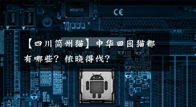 【四川简州猫】中华田园猫都有哪些?侬晓得伐?