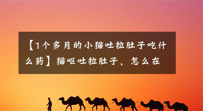 【1个多月的小猫吐拉肚子吃什么药】猫呕吐拉肚子,怎么在家治疗?