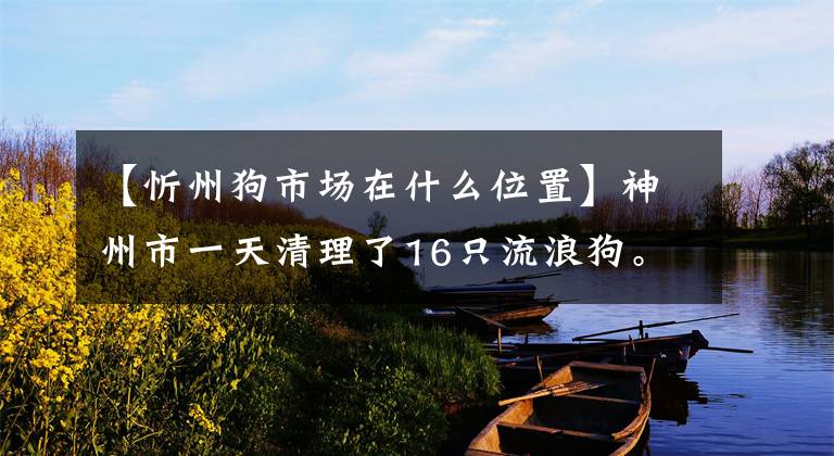 【忻州狗市场在什么位置】神州市一天清理了16只流浪狗。