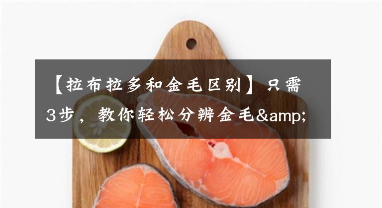 【拉布拉多和金毛区别】只需3步，教你轻松分辨金毛&拉布拉多|一梦谈狗