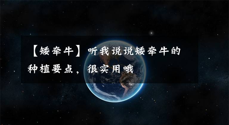 【矮牵牛】听我说说矮牵牛的种植要点,很实用哦