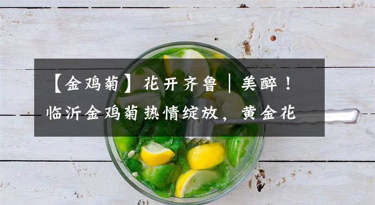 【金鸡菊】花开齐鲁｜美醉！临沂金鸡菊热情绽放，黄金花海等你来赏