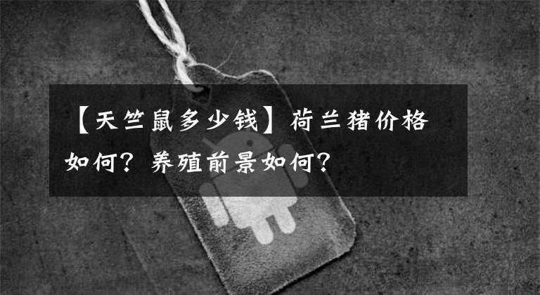 【天竺鼠多少钱】荷兰猪价格如何？养殖前景如何？