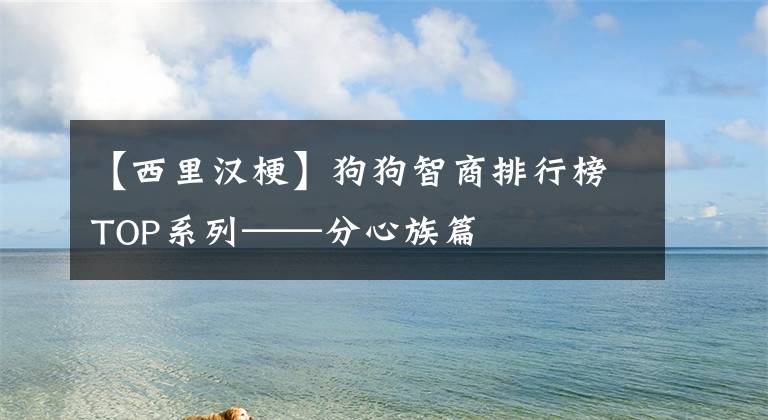 【西里汉梗】狗狗智商排行榜TOP系列——分心族篇