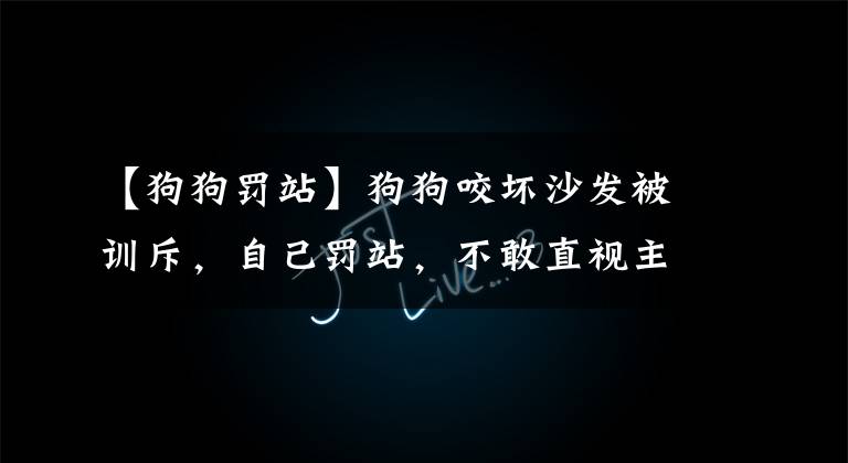 【狗狗罚站】狗狗咬坏沙发被训斥，自己罚站，不敢直视主人，这小眼神太贱了