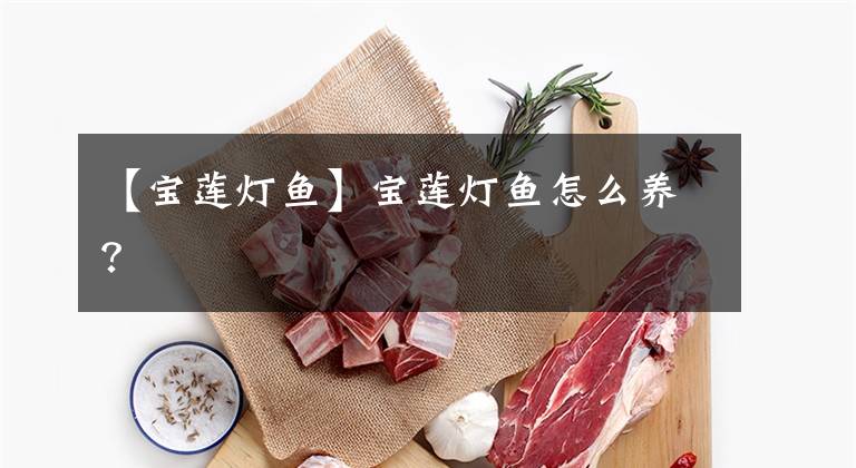 【宝莲灯鱼】宝莲灯鱼怎么养？