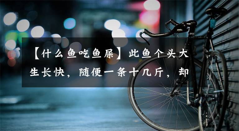 【什么鱼吃鱼屎】此鱼个头大生长快,随便一条十几斤,却喜食粪便,如今沦为低档鱼