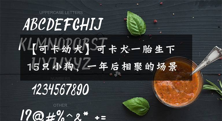 【可卡幼犬】可卡犬一胎生下15只小狗，一年后相聚的场景引路人围观：好感人