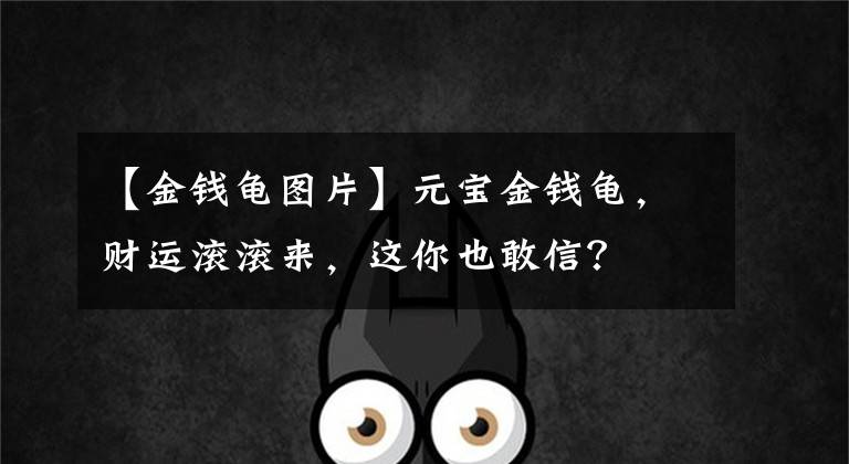 【金钱龟图片】元宝金钱龟，财运滚滚来，这你也敢信？
