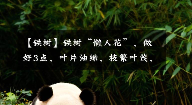 【铁树】铁树“懒人花”,做好3点,叶片油绿,枝繁叶茂,寿命很长