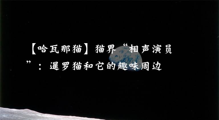 【哈瓦那猫】猫界“相声演员”：暹罗猫和它的趣味周边