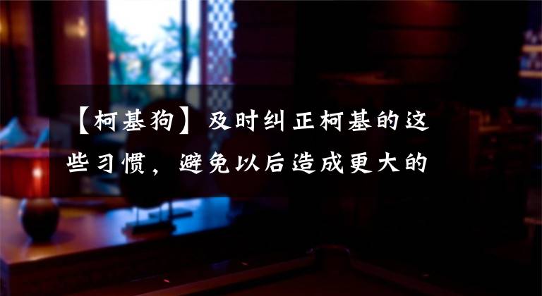 【柯基狗】及时纠正柯基的这些习惯，避免以后造成更大的麻烦