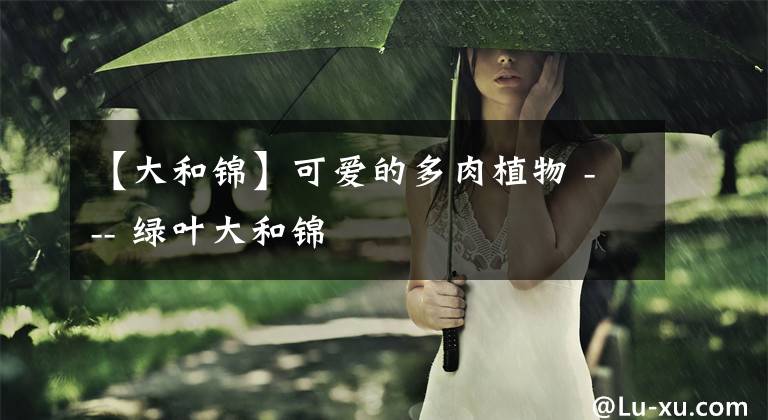 【大和锦】可爱的多肉植物 --- 绿叶大和锦