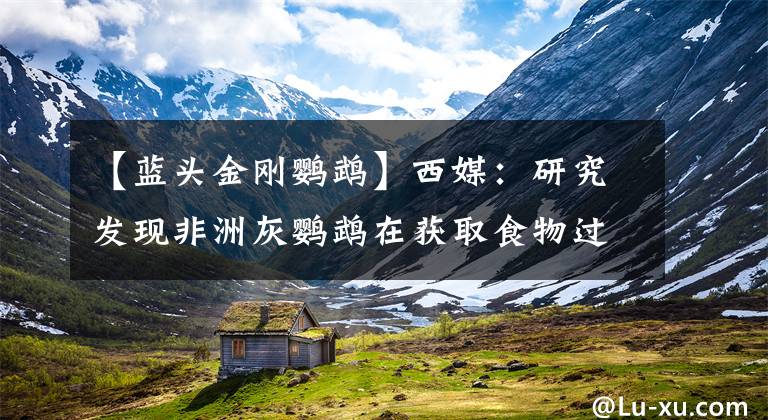 【蓝头金刚鹦鹉】西媒:研究发现非洲灰鹦鹉在获取食物过程中相互帮助