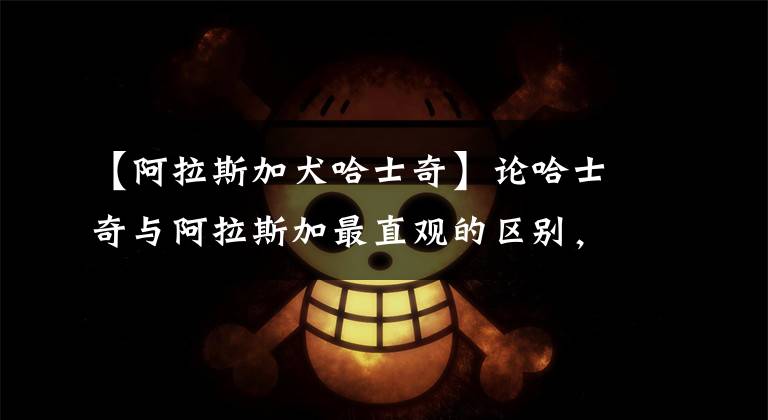 【阿拉斯加犬哈士奇】论哈士奇与阿拉斯加最直观的区别,没有对比就没有伤害