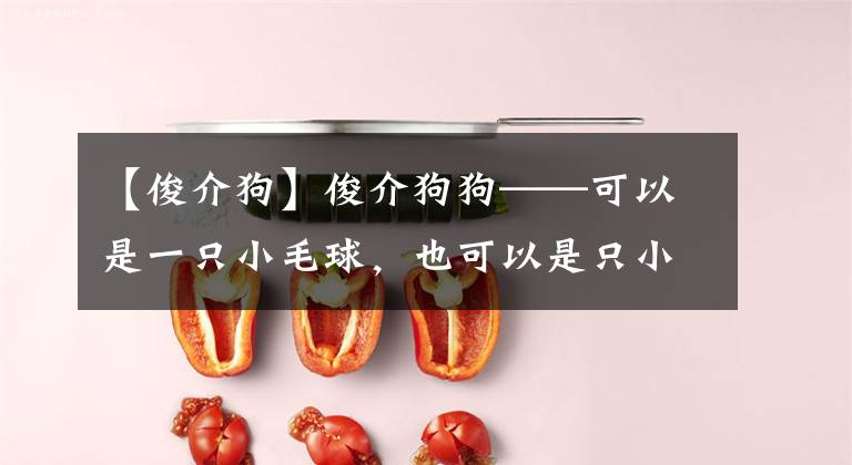 【俊介狗】俊介狗狗——可以是一只小毛球，也可以是只小狐狸